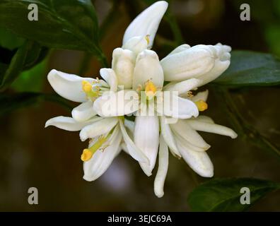 Okitsu Wase or Okitsu Satsuma, Citrus reticulata "Okitsu", Rutaceae. Japan, Asia. Stock Photo