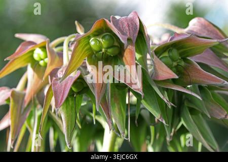 Socotran Borage, Trichodesma scottii, Boraginaceae. Socotra, Yemen, Indian Ocean. Trichodesma scottie is a species of plant in the family Boraginaceae Stock Photo