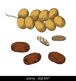 Ripe and dried dates fruits black and white vector illustration in sketchy style. Stock Vector