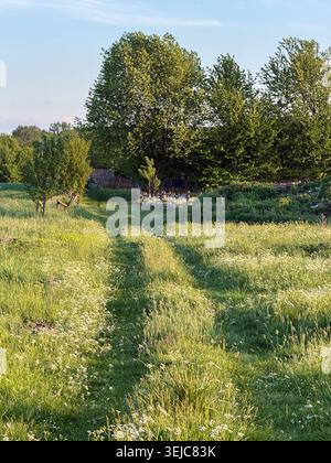 Countryside path winding through green meadow at sunset Stock Photo