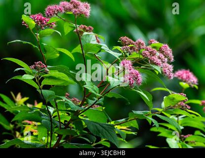 Fuzzy pink flowers on a deciduous shrub Stock Photo