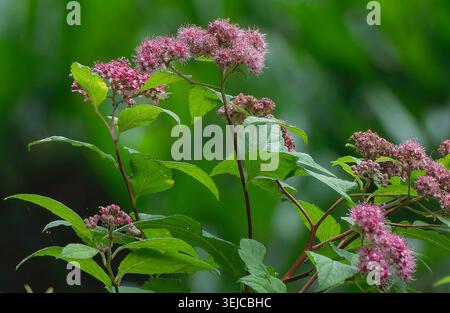 Fuzzy pink flowers on a deciduous shrub Stock Photo