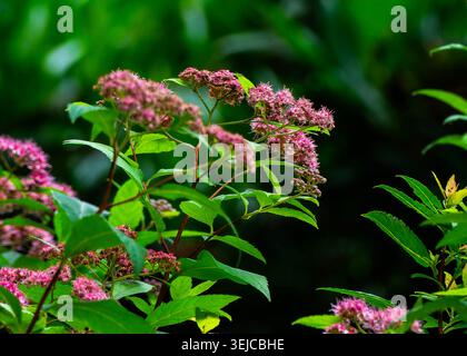 Fuzzy pink flowers on a deciduous shrub Stock Photo