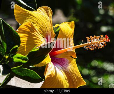Brilliant colored Hibiscus in Spring bloom Stock Photo