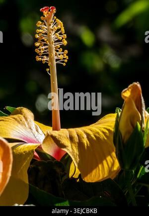 Brilliant colored Hibiscus in Spring bloom Stock Photo