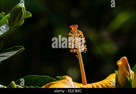 Brilliant colored Hibiscus in Spring bloom Stock Photo