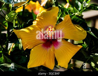 Brilliant colored Hibiscus in Spring bloom Stock Photo