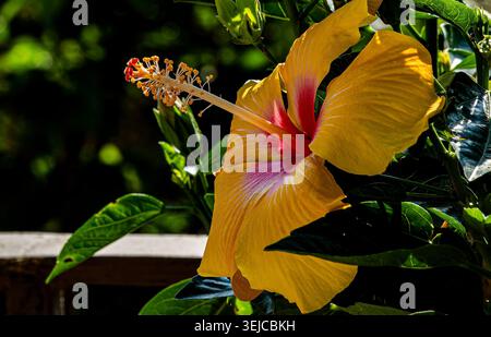 Brilliant colored Hibiscus in Spring bloom Stock Photo