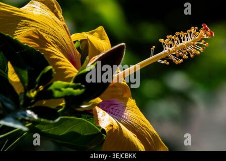 Brilliant colored Hibiscus in Spring bloom Stock Photo