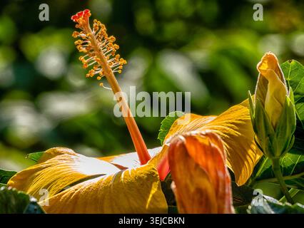 Brilliant colored Hibiscus in Spring bloom Stock Photo