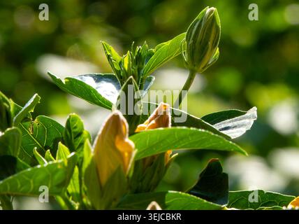 Brilliant colored Hibiscus in Spring bloom Stock Photo