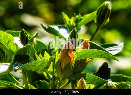 Brilliant colored Hibiscus in Spring bloom Stock Photo