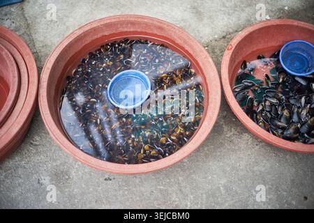 Fresh Yeongdeok river clams and mussels purge in red plastic basins. This rustic scene highlights the authentic preparation of raw local seafood. Stock Photo