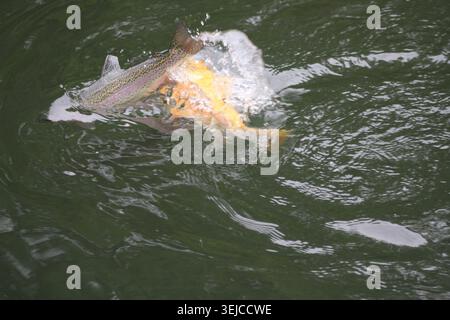 Rainbow trout and palomino trout collide at the water surface competing for food. Dynamic action shot, green river water. Stock Photo