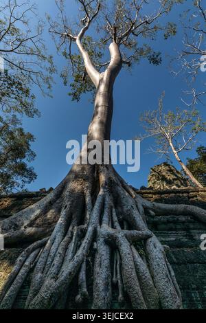 Sprawling thitpok roots cascade over an ancient stone wall beneath a towering tree at Ta Prohm temple, Siem Reap, Cambodia Stock Photo