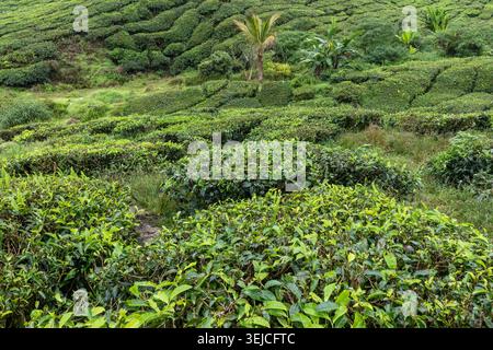 Ground-Level View of Lush Tea Bush Rows with Palm and Banana Trees on Rolling Hillside Tea Plantation, Cameron Highlands, Malaysia Stock Photo