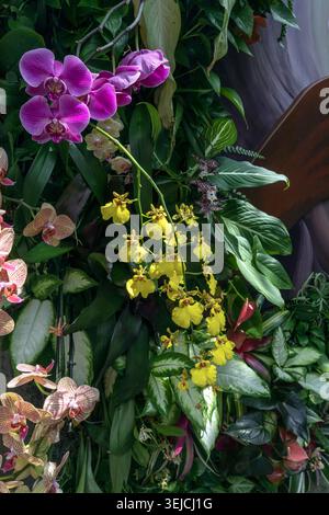 Mixed Orchid Display with Purple Phalaenopsis and Yellow Oncidium in Tropical Botanical Garden Stock Photo