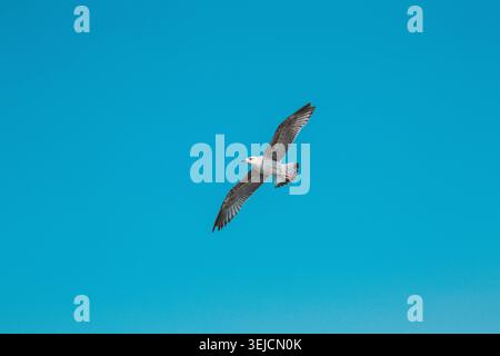 Solitary Seagull Soaring Gracefully in Clear Vibrant Blue Sky Stock Photo