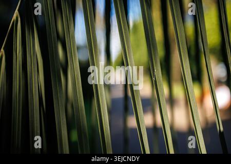 Close Up of Green Palm Tree Leaves with Soft Focus Blurred Background in Sunlight Stock Photo