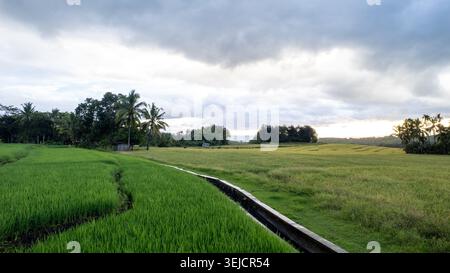 Heart Rice Paddy Wide landscape of vibrant green rice fields under a cloudy sky with ...