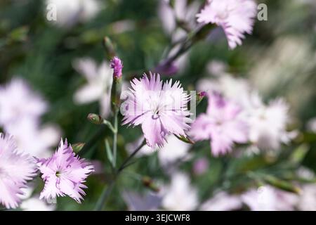 Dianthus caryophyllus (carnation), lilac flowers blooming in  garden.  It is native to the Mediterranean region, has been cultivated since ancient tim Stock Photo