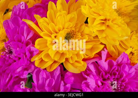 Background of colorful chrysanthemum flowers, vibrant yellow and pink, close up Stock Photo