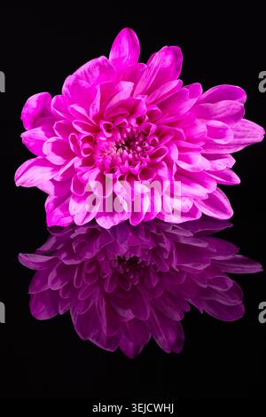 Single chrysanthemum flower on black background, reflection Stock Photo