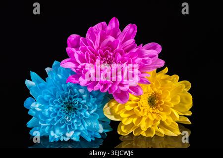 Chrysanthemum flowers, blue, pink and yellow color, on black background, reflection Stock Photo