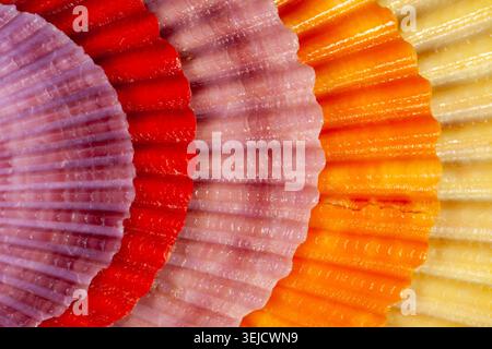 Fan-shaped arrangement of colorful scallop shells forming a natural shell background. Picturesque pastel colors show beauty of nature and treasures of Stock Photo