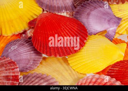 Fan-shaped arrangement of colorful scallop shells forming a natural shell background. Picturesque pastel colors show beauty of nature and treasures of Stock Photo