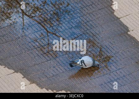 A high-angle, top-down shot of a grey rock pigeon leaning down to drink from a shallow rain puddle on a textured tile walkway. The water creates a cle Stock Photo