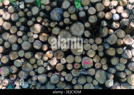 Wood logs are arranged in a stack in a forest area. The logs are cut and placed carefully, showing the rings of each piece. Sunlight shines on the sta Stock Photo
