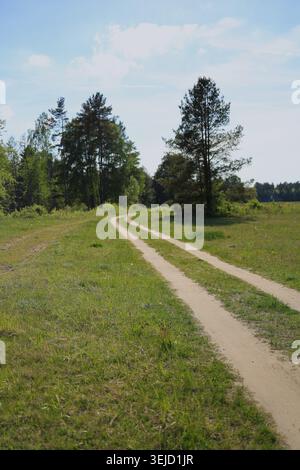 Winding dirt road running through green field near forest edge in summer Stock Photo