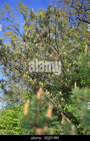 Close-up of a pine tree blooming with young small reddish cones on green spruce branches, beautiful details of spring nature and forest growth Stock Photo