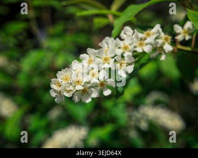 Espoo, Finland - 18.05.2023: Delicate white spring flowers blooming on a green twig with a blurred forest backdrop in natural sunlight Stock Photo