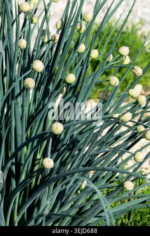 Green leaves and round flower buds of Welsh Onion Allium fistulosum in a Spring Garden Stock Photo
