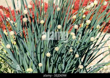 Green leaves and round flower buds of Welsh Onion Allium fistulosum in a Spring Garden Stock Photo
