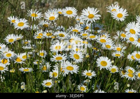 Abundant white flowers with yellow centers of Shasta Daisy Leucanthemum maximum growing on a meadow Stock Photo