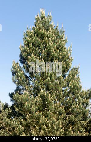 Green crown of Rhaetian Pine Pinus x rhaetica with young spring shoots against a clear blue sky Stock Photo