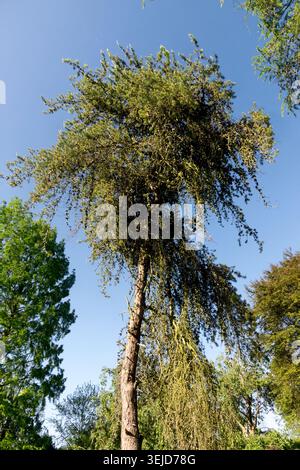 Jack Pine Pinus banksiana tree form Stock Photo