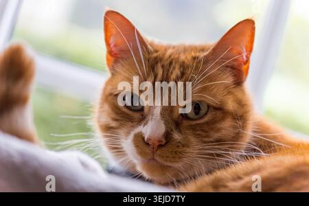 Orange tabby cat resting indoors looking directly forward Stock Photo