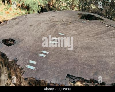 A large old tree stump cross-section with rich growth rings is displayed on the trail at Tsukuba Mountain in Ibaraki, Japan, with small metal research markers embedded in the ancient wood. Stock Photo