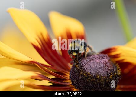 Bumblebee with fluffy legs covered in pollen sits on rudbeckia flower to collect sweet nectar Stock Photo