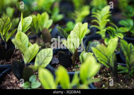 Various selection of plastic pots with young Zamioculcas seedlings sell at gardening flower market. Stock Photo