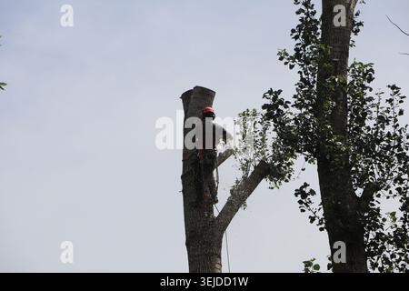 Tree Surgeon At Work Stock Photo