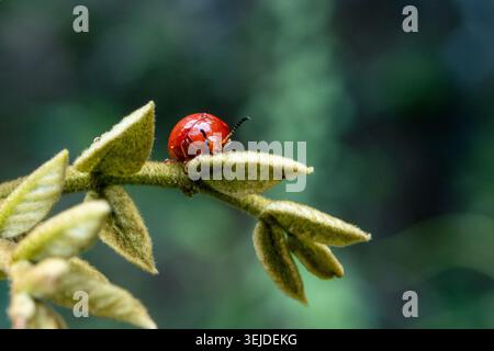 Small red ladybug insect crawling peacefully on green plant leaf in nature with blurred background showing details of tiny bug exploring its natural e Stock Photo
