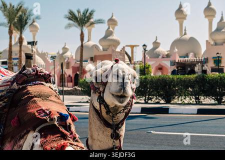 A riding camel in a bright blanket on the sunny street of Sharm El Sheikh Stock Photo