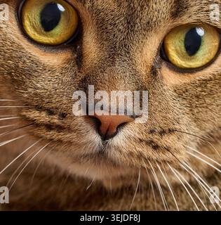 Adult gray cat looking at camera Stock Photo