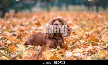 Red-haired dog of the American Cocker spaniel breed lying among the yellow autumn fallen leaves in the park Stock Photo