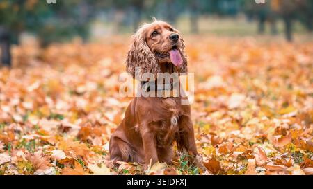 Red-haired dog of the American Cocker spaniel breed sits among the yellow autumn fallen leaves in the park Stock Photo